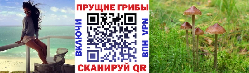 Галлюциногенные грибы Cubensis  Камышин 